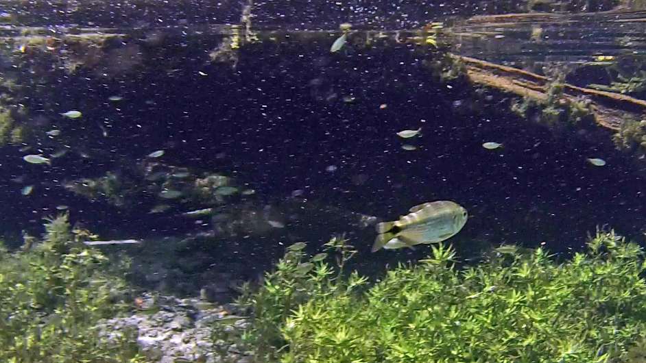 Foto de Nascente Azul - Crédito: BrasilGuias