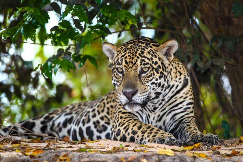 Foto de Pantanal - Crédito: BrasilGuias
