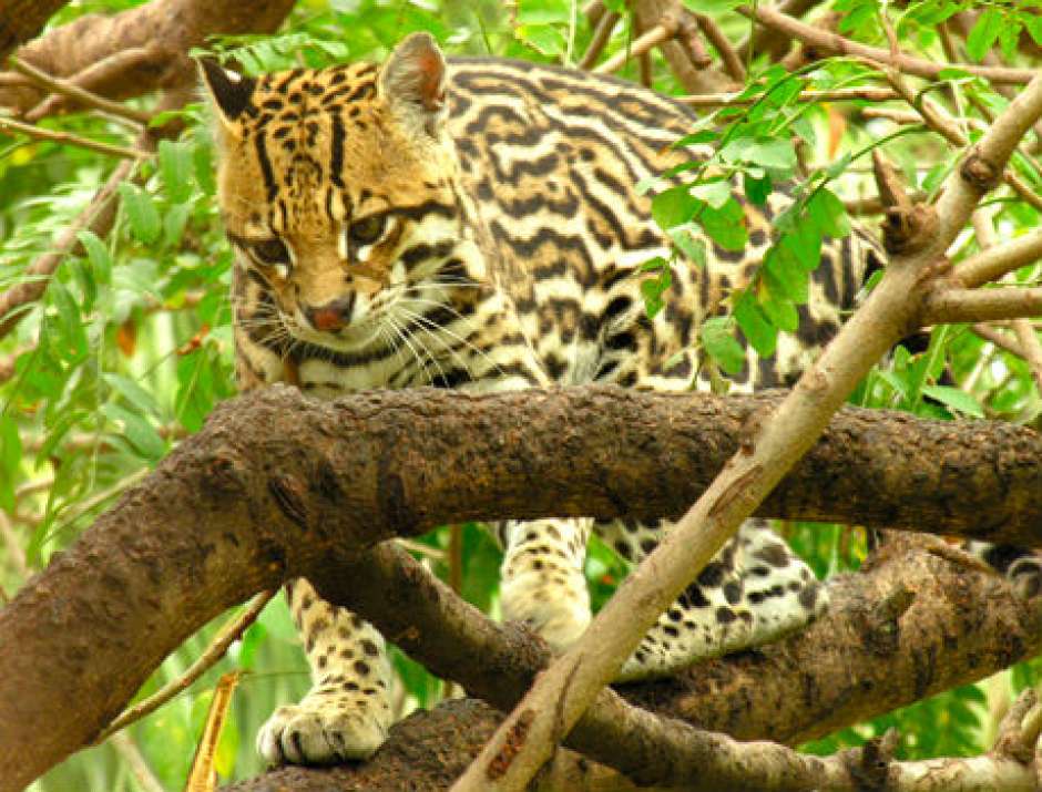 Foto de Parque Nacional Serra da Bocaina - Crédito: BrasilGuias